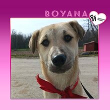 BOYANA, Hund, Mischlingshund in Bulgarien