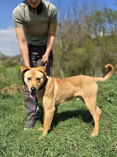 MARTY, Hund, Mischlingshund in Slowakische Republik