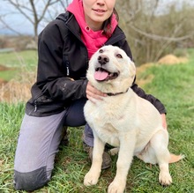 COCO, Hund, Mischlingshund in Bayreuth