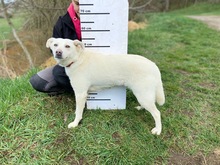 IMELDA, Hund, Mischlingshund in Slowakische Republik