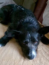 SCHUBI, Hund, Mischlingshund in Stadthagen