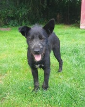DAN, Hund, Mischlingshund in Süderbrarup
