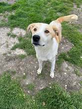 BORKO, Hund, Mischlingshund in Bulgarien