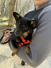 JIA, Hund, Mischlingshund in Bulgarien