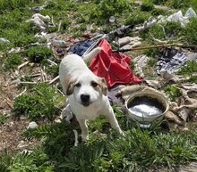 LORRI, Hund, Mischlingshund in Bulgarien