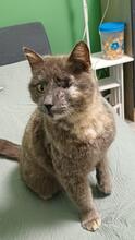 LIVIA, Katze, Europäisch Kurzhaar-Mix in Duisburg