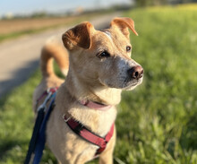 HEDI, Hund, Mischlingshund in Ludwigsburg