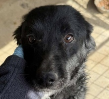 BANDIT, Hund, Mischlingshund in Großhabersdorf