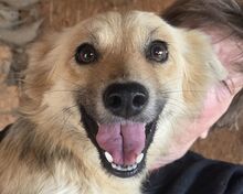 KIKI, Hund, Mischlingshund in Rumänien