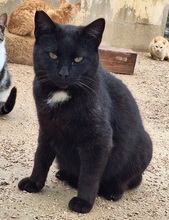 BRUJO, Katze, Europäisch Kurzhaar in Spanien