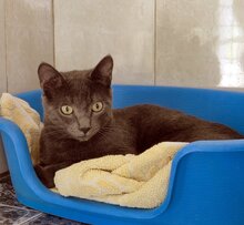 BRONZE, Katze, Siamkatze in Spanien