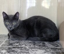 SMOKEY, Katze, Kartäuser in Spanien