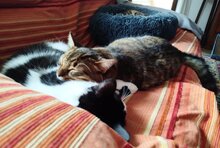 PIRULETA, Katze, Europäisch Kurzhaar in Spanien