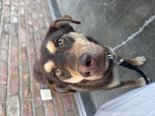 TOULA, Hund, Mischlingshund in Moers