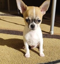 IGI, Hund, Chihuahua in Overath