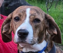 ROSA, Hund, Mischlingshund in Italien