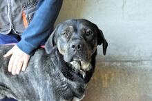 ROCHUS, Hund, Mischlingshund in Italien