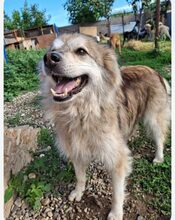 LIU, Hund, Mischlingshund in Rumänien