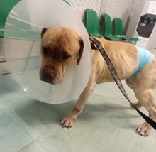 RAS, Hund, Mischlingshund in Italien