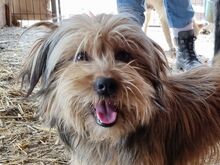 WINDY, Hund, Mischlingshund in Rumänien