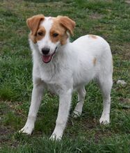 ALEX, Hund, Mischlingshund in Ungarn