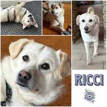 RICCI, Hund, Mischlingshund in Weidenberg