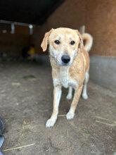 KHLOE, Hund, Mischlingshund in Rumänien