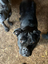 CASSIE, Hund, Cane Corso in Rumänien