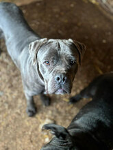 NERO, Hund, Cane Corso in Rumänien