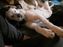 SNORRI, Hund, Mischlingshund in Rumänien