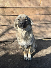 RIXTA, Hund, Mischlingshund in Rumänien