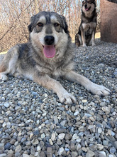 CHIANA, Hund, Mischlingshund in Rumänien