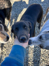 PAULA, Hund, Mischlingshund in Rumänien