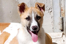 ELLA, Hund, Mischlingshund in Kroatien