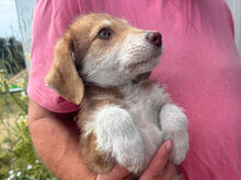 DADO, Hund, Mischlingshund in Italien