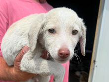 DEA, Hund, Mischlingshund in Italien