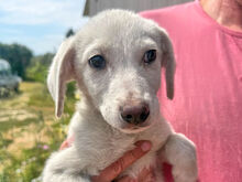 DIVA, Hund, Mischlingshund in Italien
