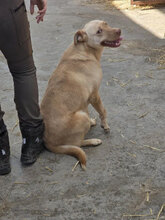 MIRINDA, Hund, Mischlingshund in Rumänien