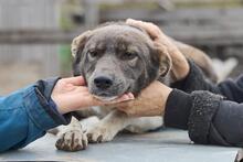 BROWNIE, Hund, Mischlingshund in Hamburg