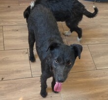 KATARA, Hund, Mischlingshund in Rumänien