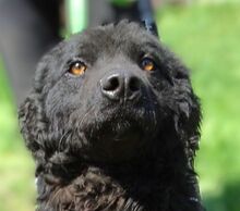 GARRY, Hund, Mischlingshund in Rumänien