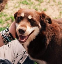 MARIKA, Hund, Mischlingshund in Rumänien