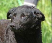 INA, Hund, Mischlingshund in Rumänien