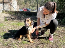 COLIBRI, Hund, Mischlingshund in Spanien