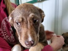 CAPPUCCINO, Hund, Mischlingshund in Rumänien
