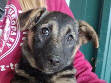 BELEZZA, Hund, Mischlingshund in Rumänien