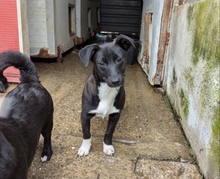 SKYLA, Hund, Mischlingshund in Rumänien