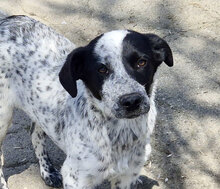 HERMANN, Hund, Mischlingshund in Bulgarien