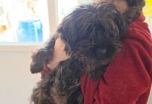 KIMCHI, Hund, Mischlingshund in Rumänien