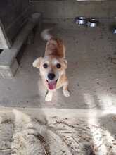 FINIA, Hund, Mischlingshund in Rumänien